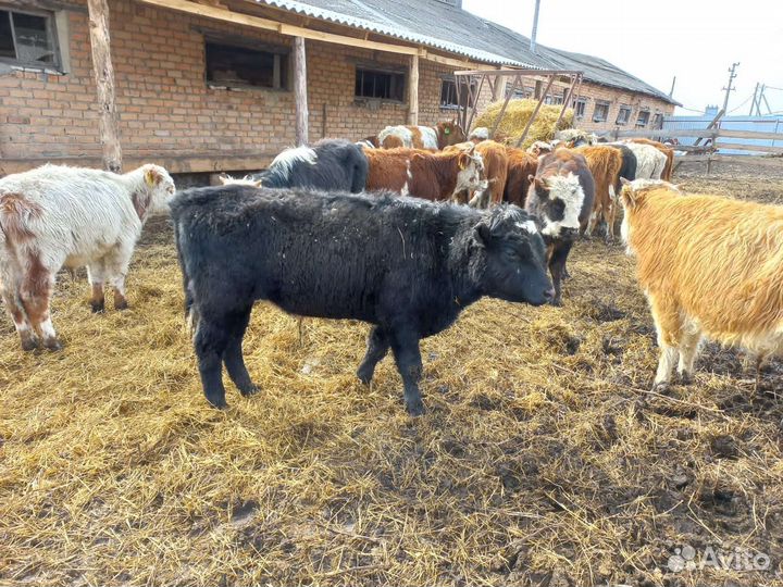 Бычки от 140 кг