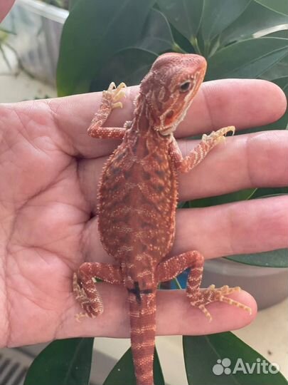 Бородатая агама малыши