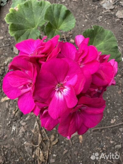 Рассада помидор,перца баклажан,цветов