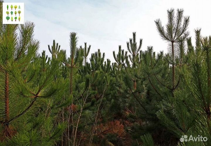 Крупномер сосны