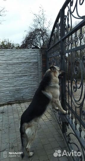 Вязка, кобель восточноевропейской овчарки