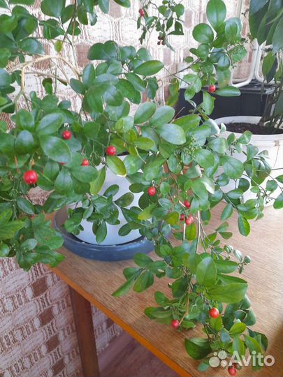 Мурайя метельчатая и гранат нана