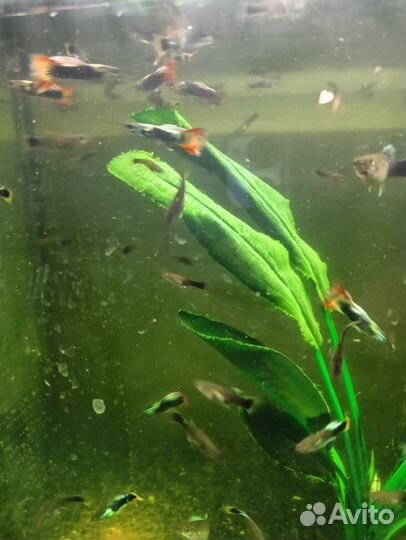 Аквариумные рыбки гуппи