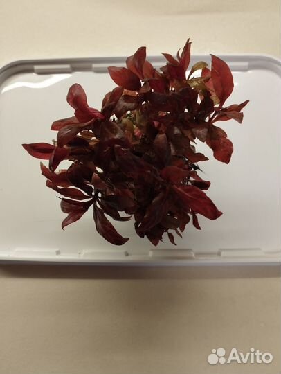 Аквариумное растение альтернантера розанервиг