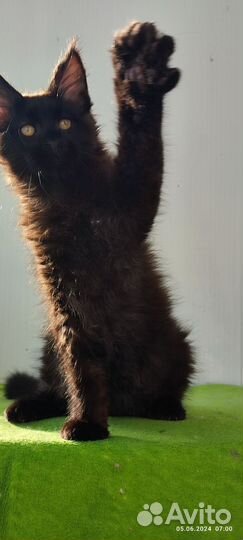 Котята мейн-кун