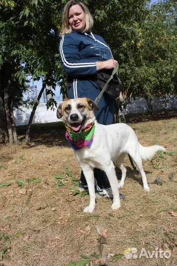 Маленькая собака в добрые руки