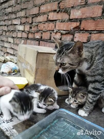 Котята бесплатно тел