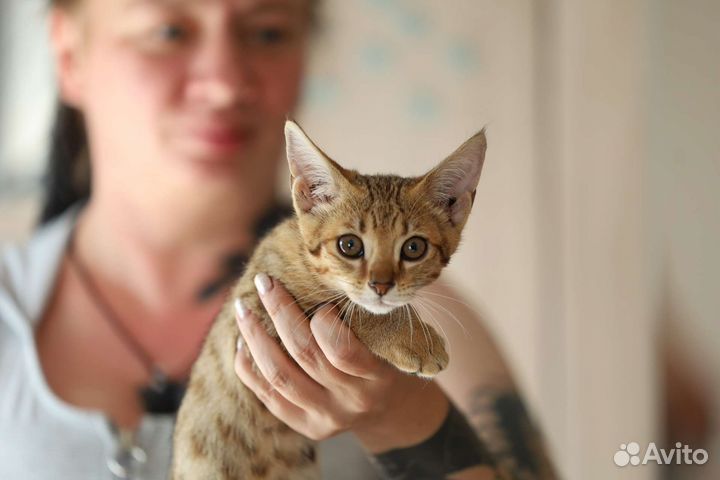 Чаузи f2 девочка