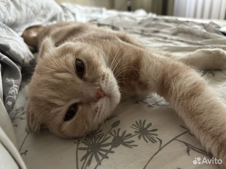 Шотландская вислоухая