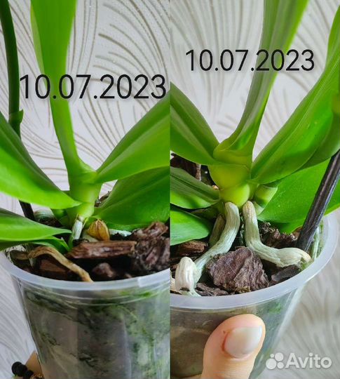 Ароматная орхидея фаленопсис Liodoro