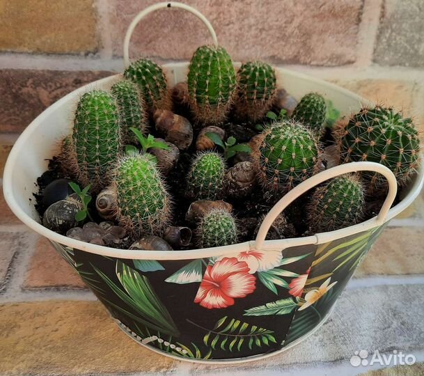 Сингониум, сансевьерия, спатифиллум хлорофитум