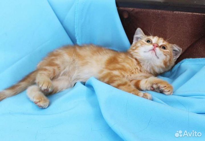 Рыжий котик ищет дом
