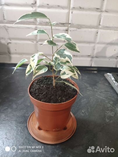 Фикус бенджамина пестролистный