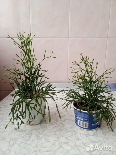 Цветы комнатные