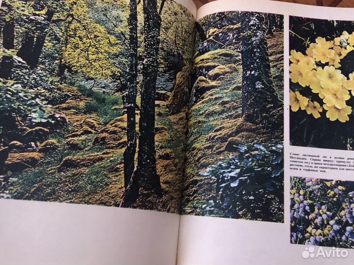 Континенты на которых мы живём