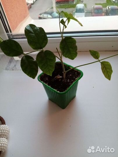 Комнатные цветы жасмин