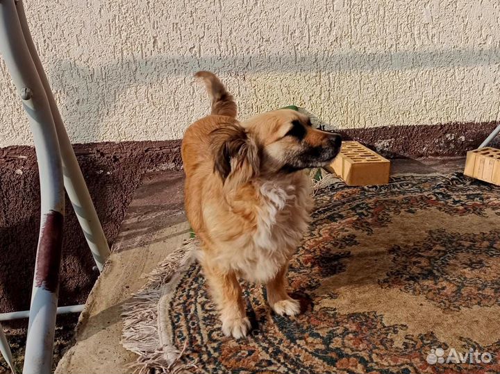 Той-терьер, маленькие собачки в добрые ручки