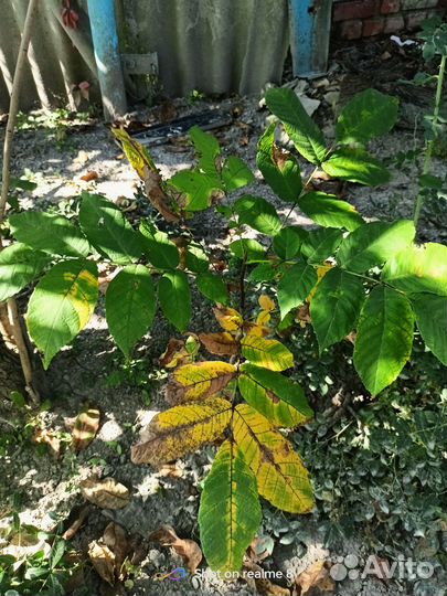 Гибискус, герань, орех саженец