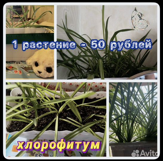 Хлорофитум