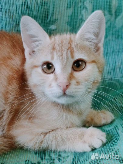 Кошечка Эсми ищет дом