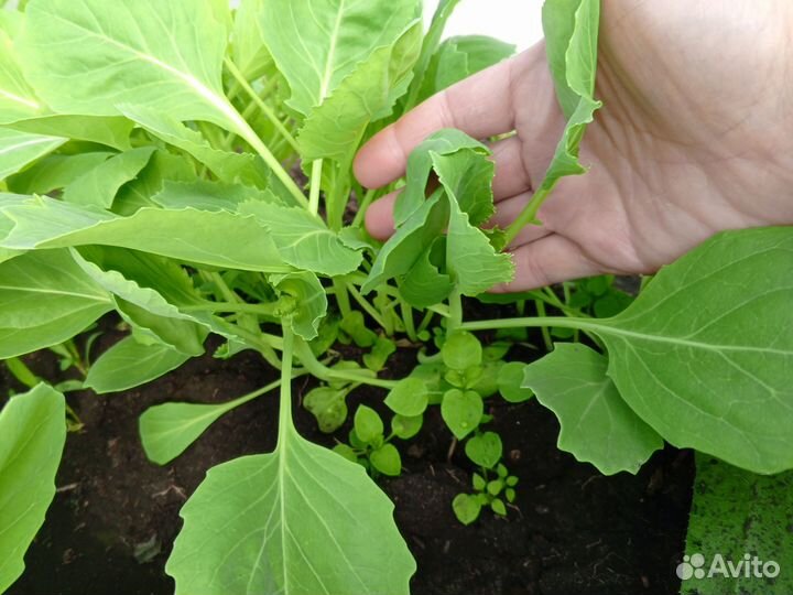 Рассада капусты