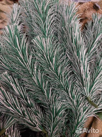 Сосна ёлка СССР для поделок (лом)