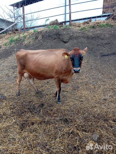 Коровы джерси