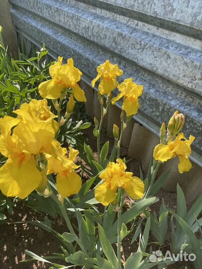 Продам многолетние сортовые ирисы