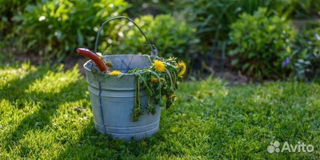 Стрижка хвойных и плодовых/ проект озеленения