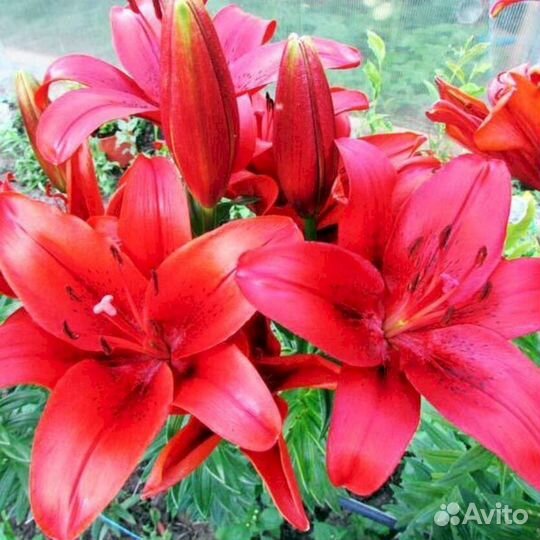 Лилия саженцы Армандейл