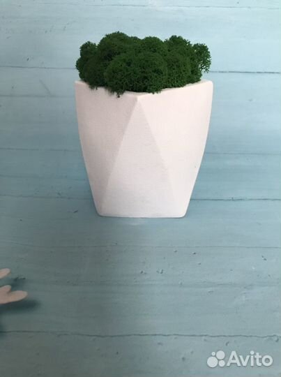 Кашпо со стабилизированным мхом