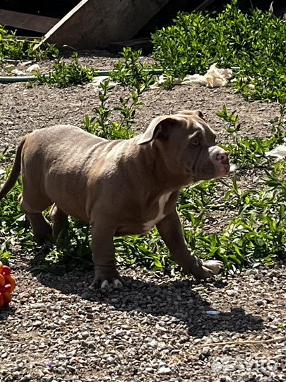 Американский булли покет щенки