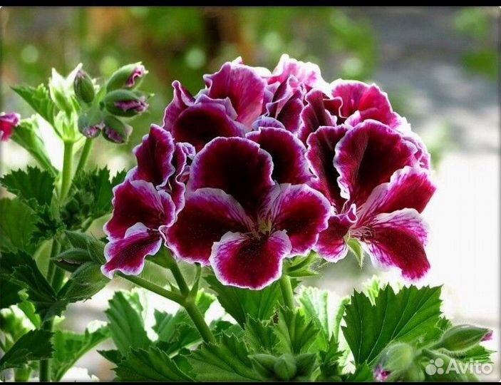 Пеларгрния к 8 марта с доставкой