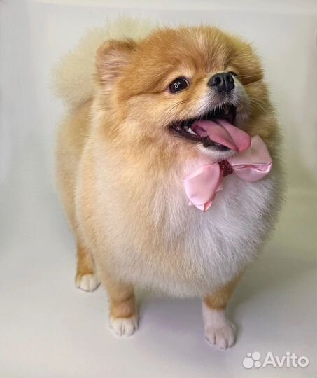 Груминг Грумер собак и кошек с выездом на дом