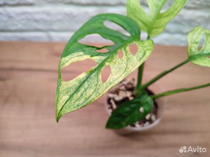 Монстера адансона вариегатная