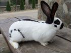 Кролики породы Немецкий пестрый объявление продам