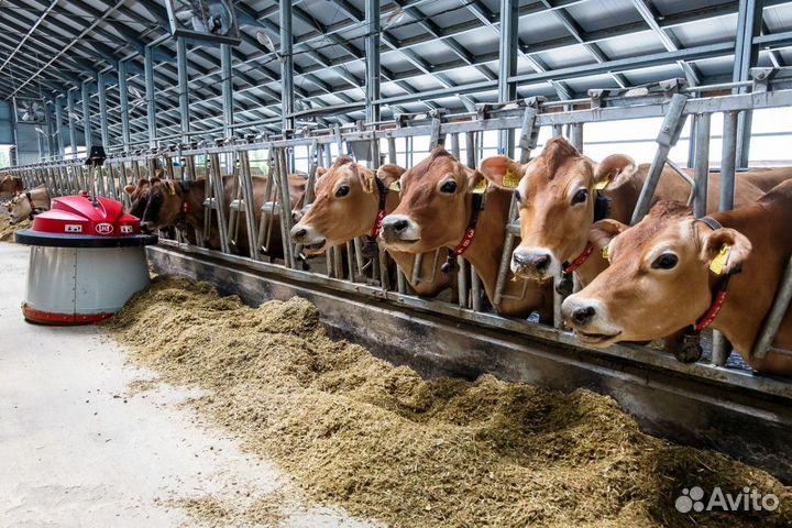 Семейная ферма под ключ