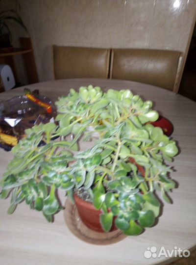 Аихризон дерево любви