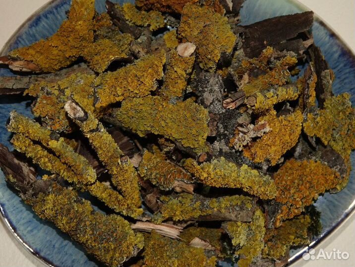 Жёлтый лишайник и листовой опад