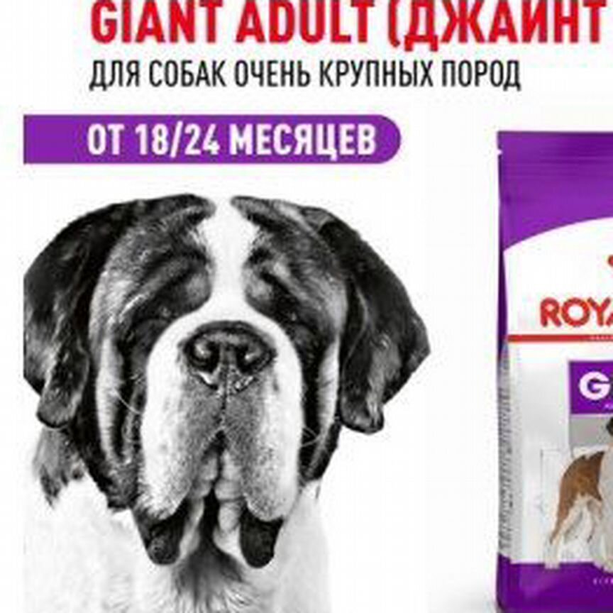 Giant adult PRO (джаинт эдалт про)