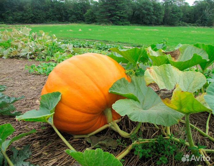 Тыква оптом