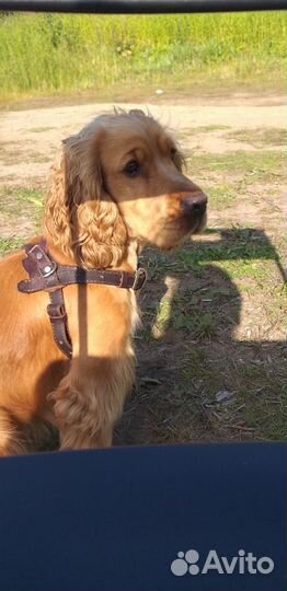 Кокер спаниель