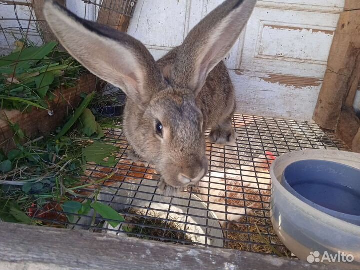 Крольчата фландр