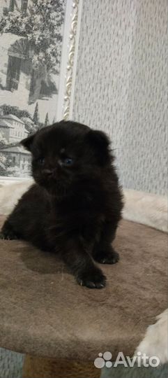 Котята мейн-кун