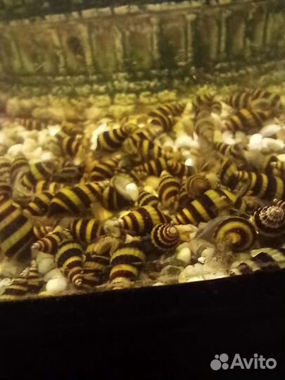 Улитка хелена