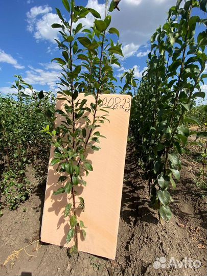 Саженцы груши ва-29 (Айва)