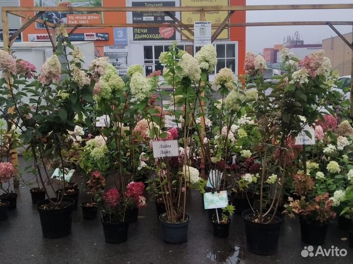 Гортензия метельчатая фрайз Мельба и лайм лайт