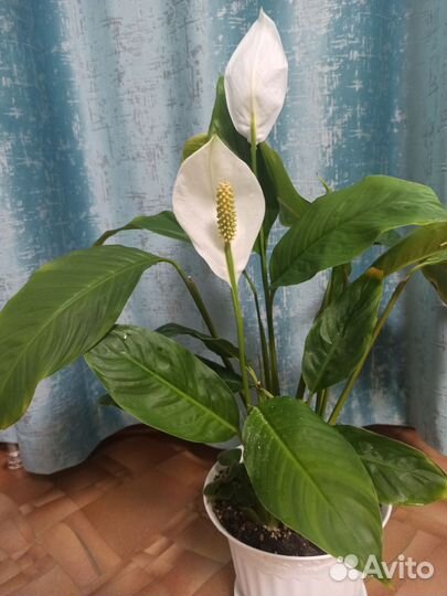 Спатифиллум