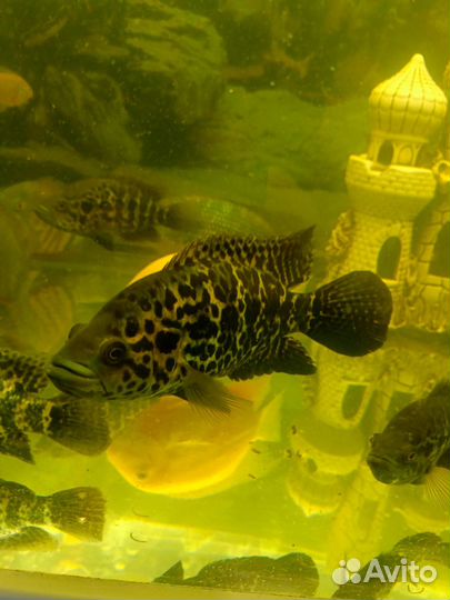 Аквариумные рыбы цихлиды