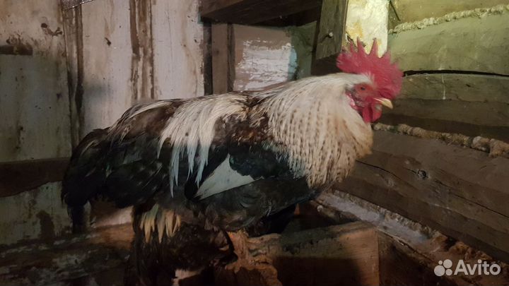 Молодые петухи